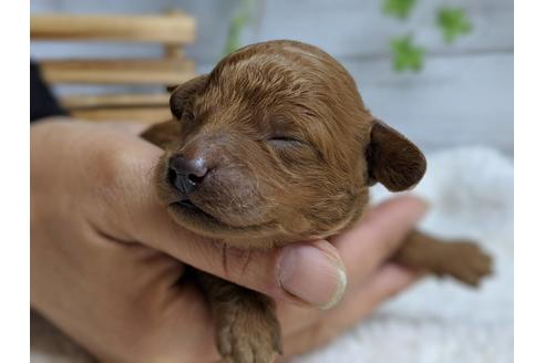 成約済の静岡県のトイプードル-71325の1枚目