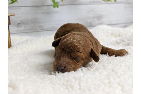 成約済の静岡県のトイプードル-71325の2枚目