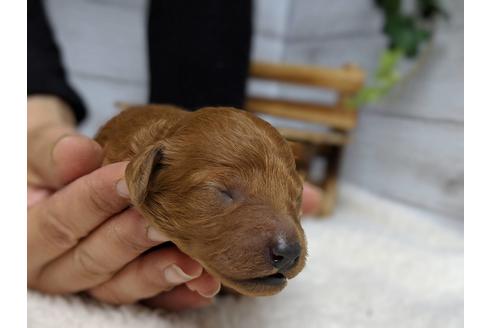 成約済の静岡県のトイプードル-71326の8枚目