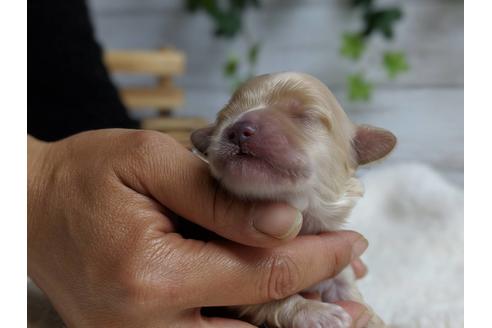 成約済の静岡県のマルプー:マルチーズ×トイプードル-71329の16枚目