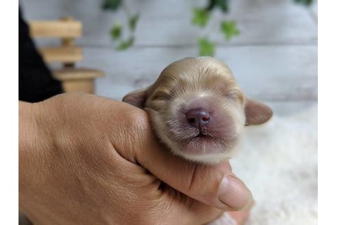 成約済の静岡県のマルプー:マルチーズ×トイプードル-71329の15枚目