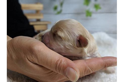 成約済の静岡県のマルプー:マルチーズ×トイプードル-71329の14枚目