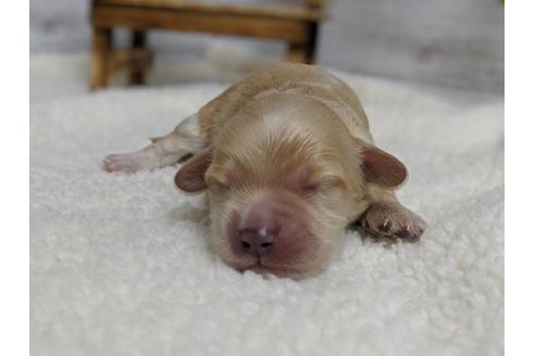 成約済の静岡県のマルプー:マルチーズ×トイプードル-71329の13枚目