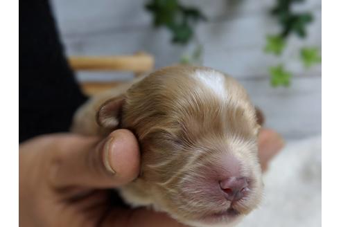 成約済の静岡県のマルプー:マルチーズ×トイプードル-71330の3枚目