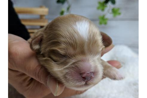 成約済の静岡県のマルプー:マルチーズ×トイプードル-71330の2枚目