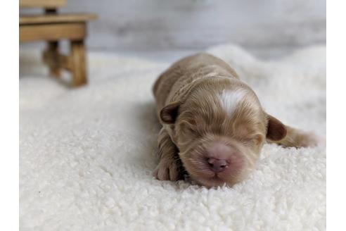 成約済の静岡県のマルプー:マルチーズ×トイプードル-71330の1枚目