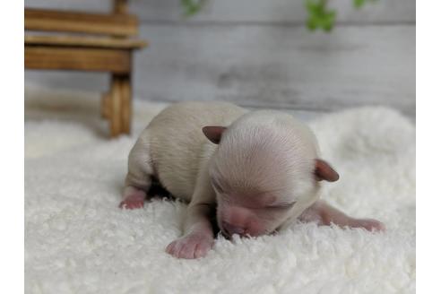 成約済の静岡県のチワワ(ロングコート)-71331の6枚目