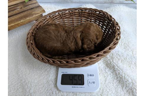 成約済の静岡県のトイプードル-71319の2枚目