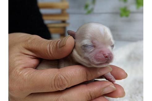 成約済の静岡県のチワワ(ロングコート)-71333の8枚目
