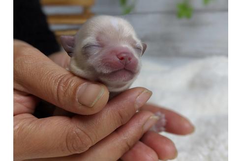 成約済の静岡県のチワワ(ロングコート)-71333の7枚目