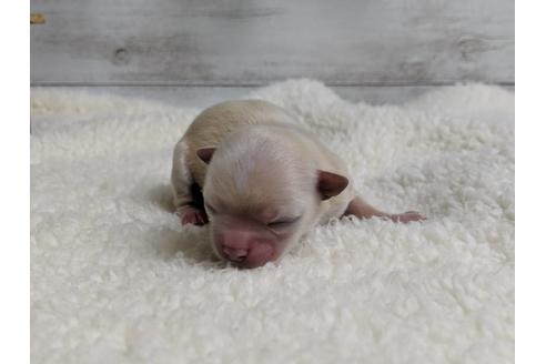 成約済の静岡県のチワワ(ロングコート)-71333の6枚目