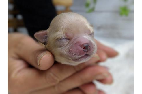 成約済の静岡県のチワワ(ロングコート)-71334の9枚目