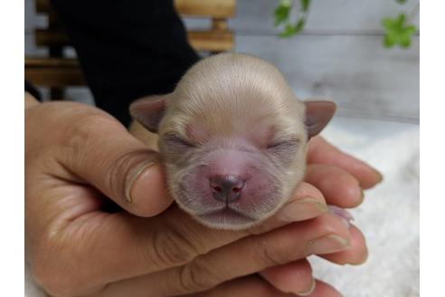 成約済の静岡県のチワワ(ロングコート)-71334の8枚目