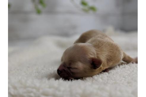 成約済の静岡県のチワワ(ロングコート)-71334の7枚目