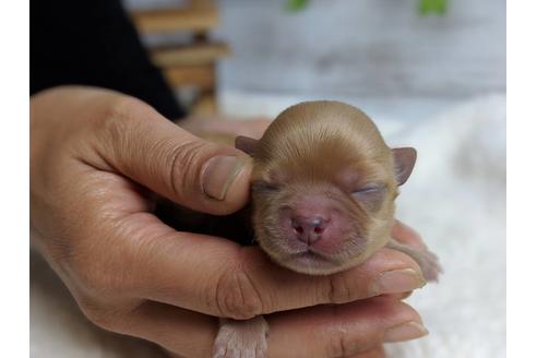 成約済の静岡県のチワワ(ロングコート)-71336の10枚目