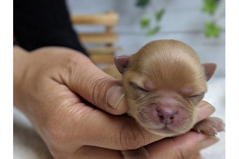 成約済の静岡県のチワワ(ロングコート)-71336の9枚目