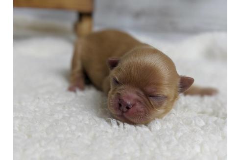 成約済の静岡県のチワワ(ロングコート)-71336の8枚目