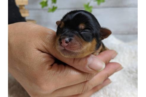 成約済の静岡県のヨークシャーテリア-71337の13枚目