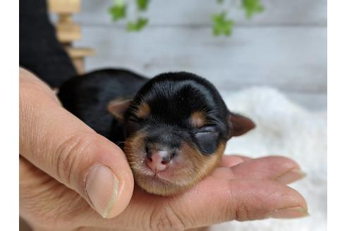 成約済の静岡県のヨークシャーテリア-71337の12枚目