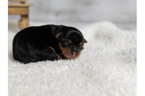 成約済の静岡県のヨークシャーテリア-71337の11枚目