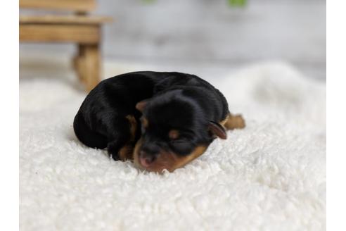 成約済の静岡県のヨークシャーテリア-71337の10枚目