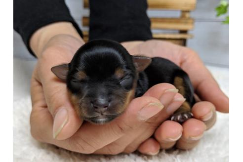 成約済の静岡県のヨークシャーテリア-71339の10枚目