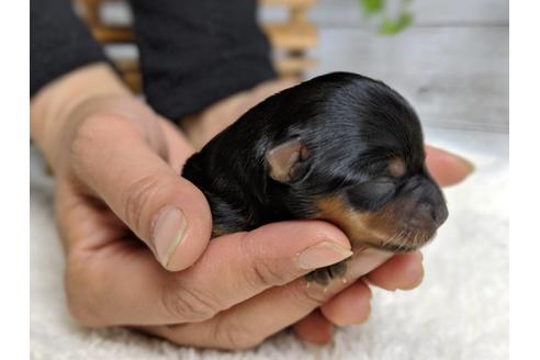 成約済の静岡県のヨークシャーテリア-71339の9枚目