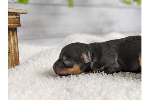 成約済の静岡県のヨークシャーテリア-71339の8枚目