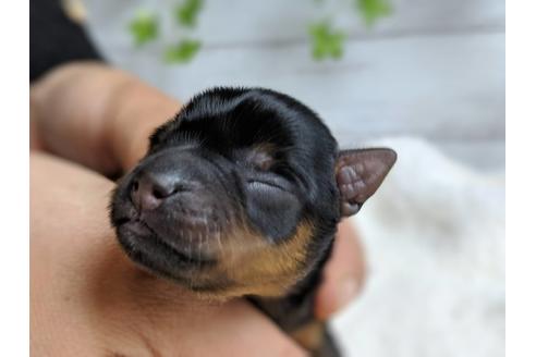 成約済の静岡県のヨークシャーテリア-71340の9枚目