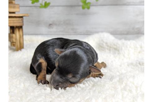 成約済の静岡県のヨークシャーテリア-71340の8枚目