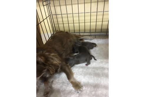 成約済の静岡県のチワワ(ロングコート)-71342の7枚目