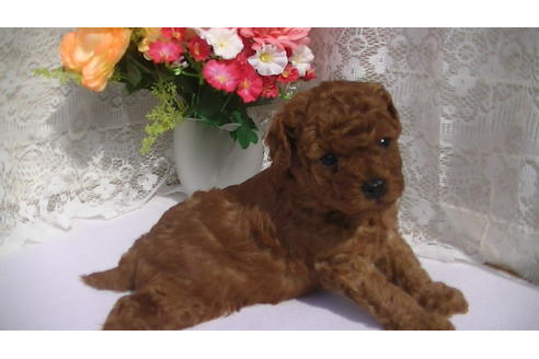 成約済の福岡県のタイニープードル-70253の5枚目