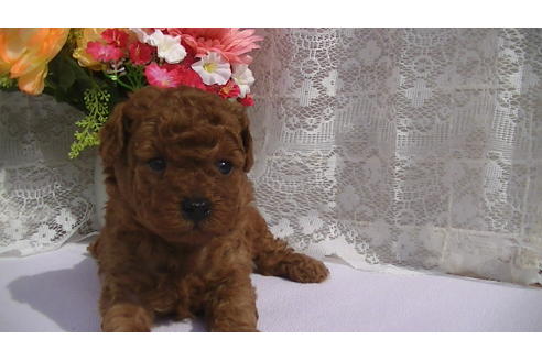 成約済の福岡県のタイニープードル-70253の4枚目