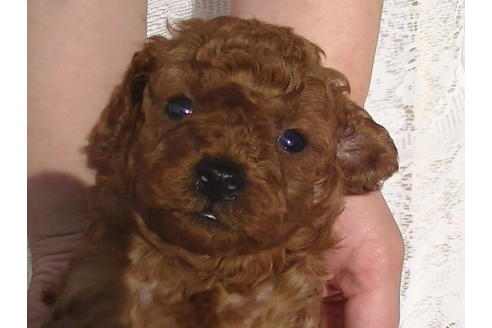 成約済の福岡県のタイニープードル-70253の3枚目