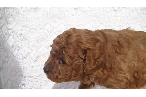 成約済の福岡県のタイニープードル-70253の2枚目