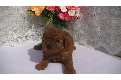 成約済の福岡県のタイニープードル-70254