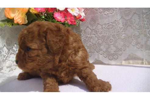 成約済の福岡県のタイニープードル-70254の4枚目