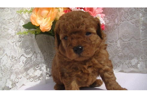 成約済の福岡県のタイニープードル-70254の3枚目