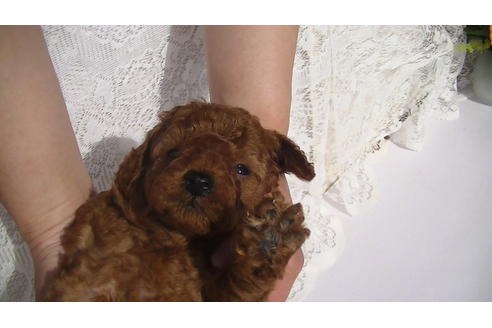 成約済の福岡県のタイニープードル-70254の2枚目