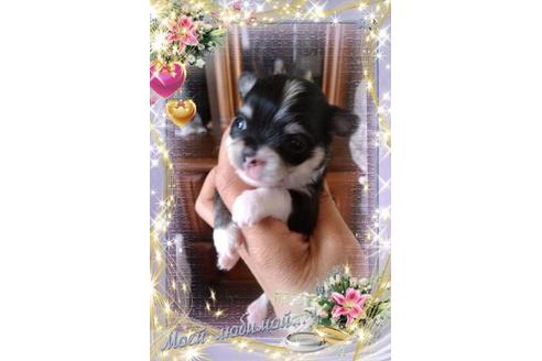 成約済の滋賀県のチワワ(ロングコート)-71402の4枚目