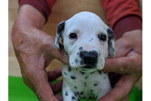 成約済の愛知県のダルメシアン-69810の1枚目