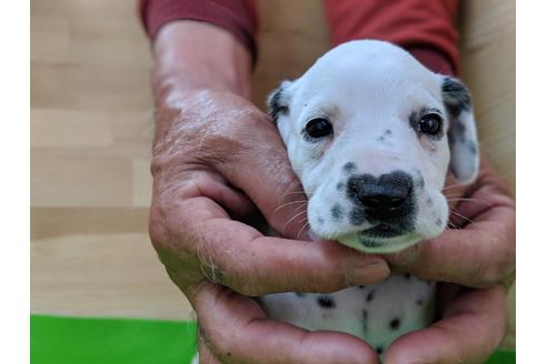 成約済の愛知県のダルメシアン-69810の3枚目