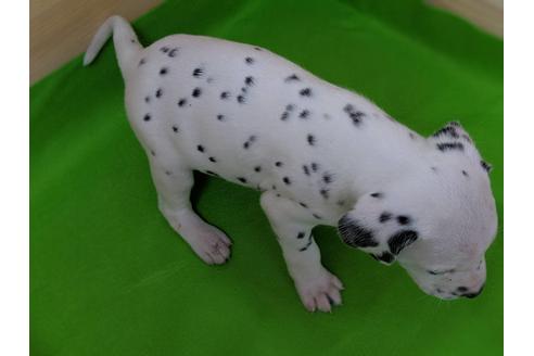 成約済の愛知県のダルメシアン-69810の2枚目