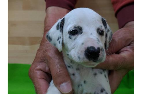 成約済の愛知県のダルメシアン-69811