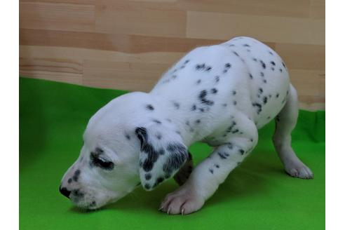 成約済の愛知県のダルメシアン-69811の4枚目