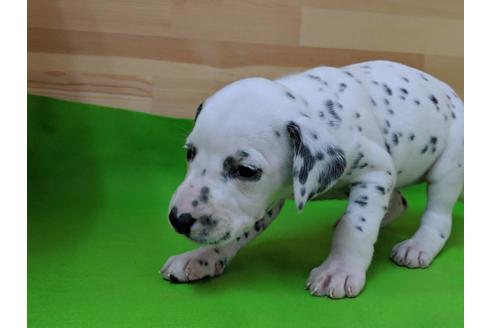 成約済の愛知県のダルメシアン-69811の3枚目