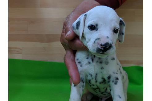 成約済の愛知県のダルメシアン-69812