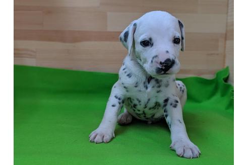 成約済の愛知県のダルメシアン-69812の3枚目