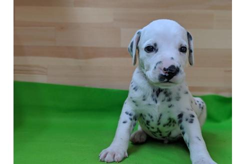成約済の愛知県のダルメシアン-69812の2枚目