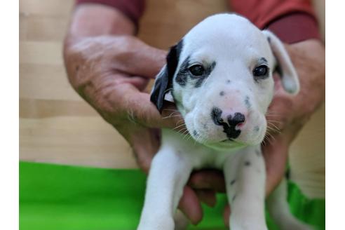 成約済の愛知県のダルメシアン-69813
